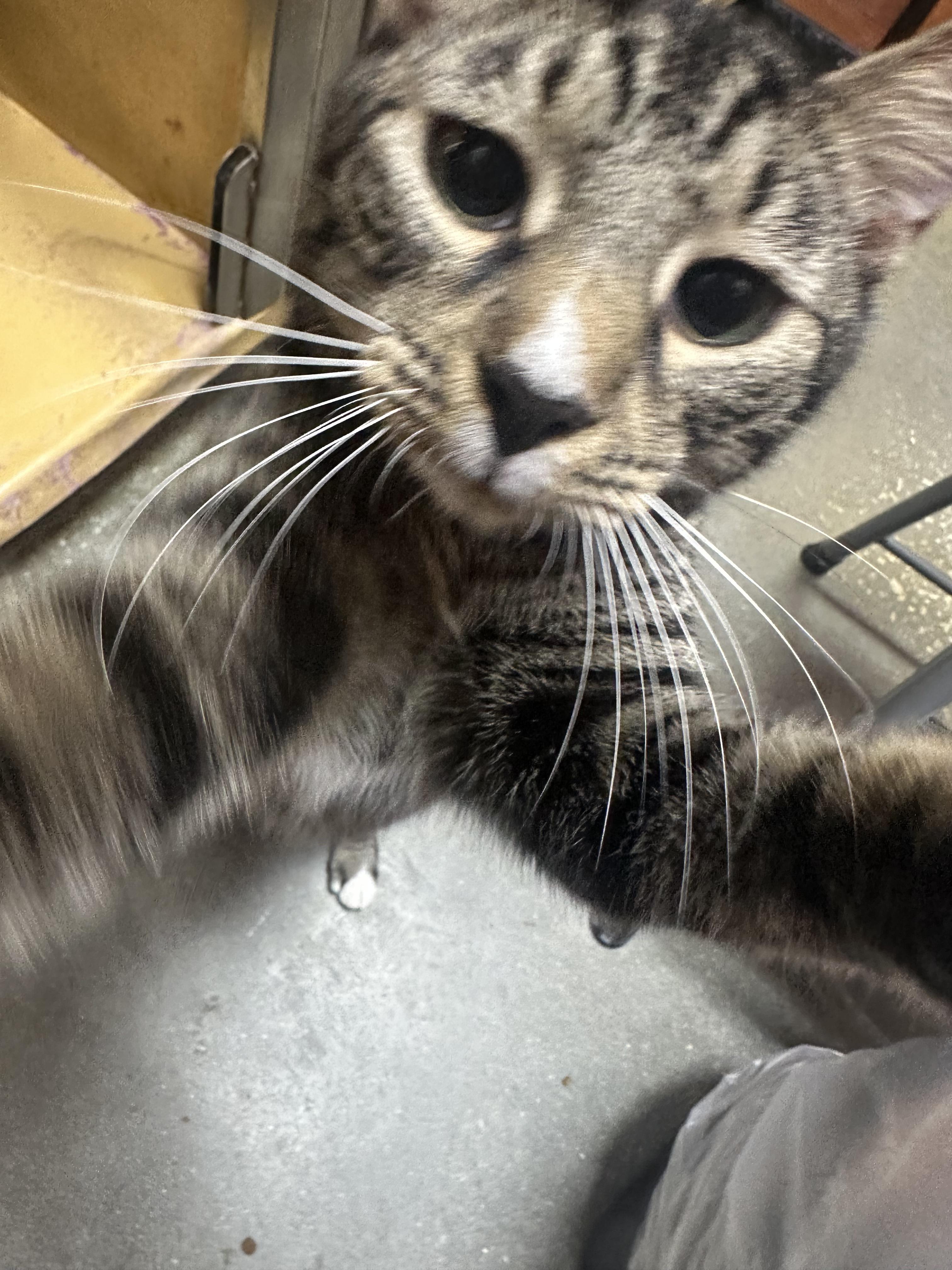 Enlarge Jasper, a Adopted Domestic Short Hair in Kissimmee, FL image 3/3