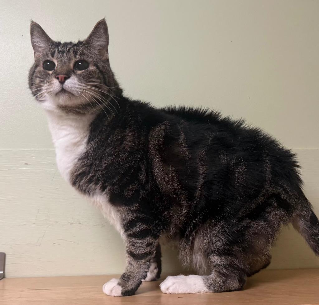 Enlarge Chubby, an adoptable Domestic Short Hair in Amery, WI image 3/3