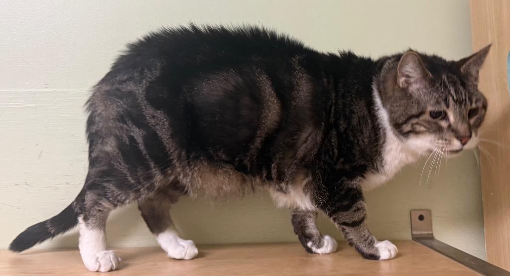 Enlarge Chubby, an adoptable Domestic Short Hair in Amery, WI image 2/3