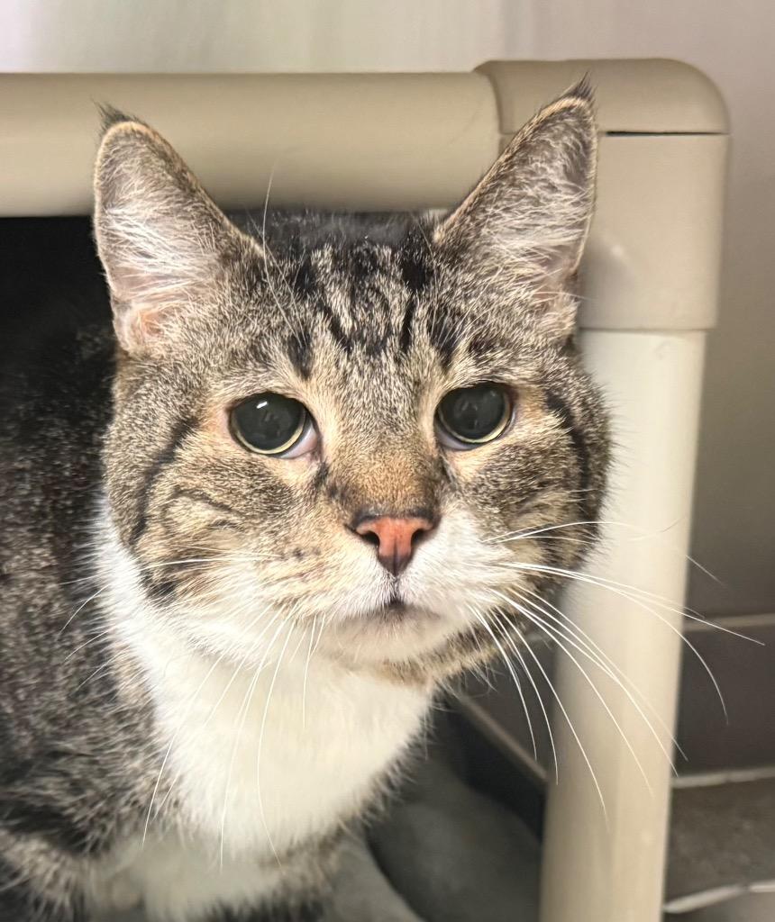 Enlarge Chubby, an adoptable Domestic Short Hair in Amery, WI image 1/3
