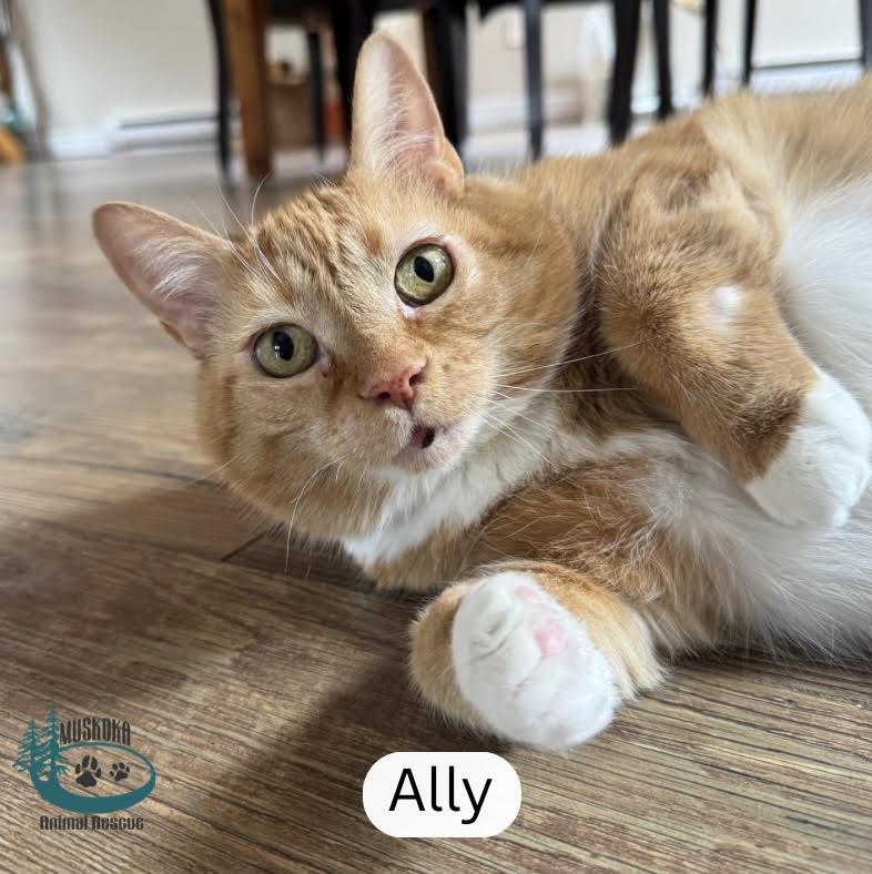 Ally!, ADOPTABLE, Senior Female Domestic Short Hair.