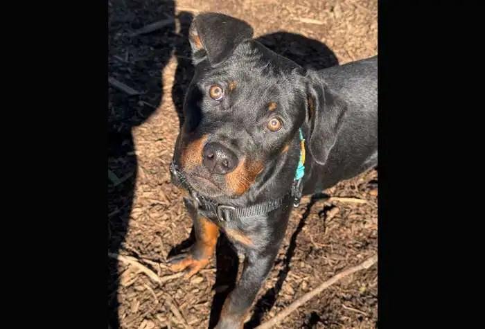 Brutus, adopted, Puppy Male Rottweiler.