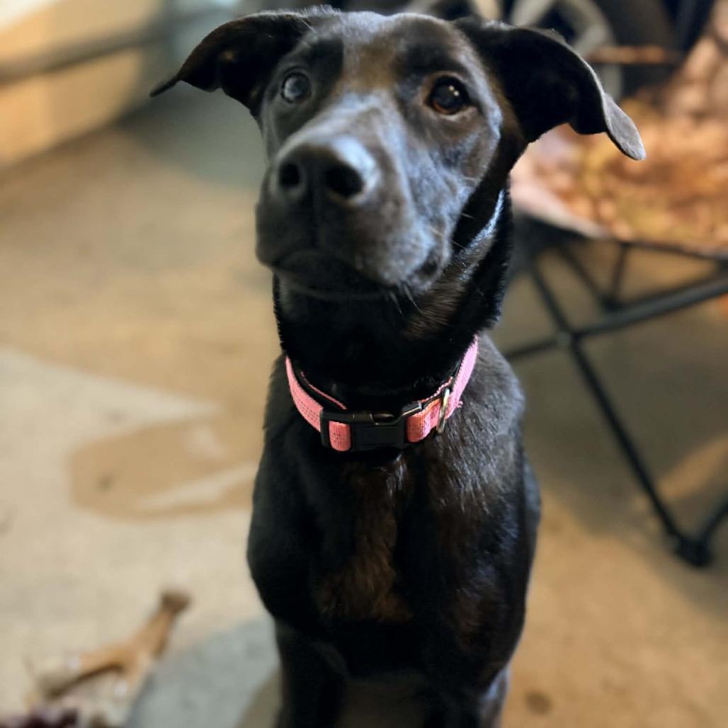 Enlarge Icy Pop, a Adoptable Mixed Breed in Buffalo, MN image 1/6