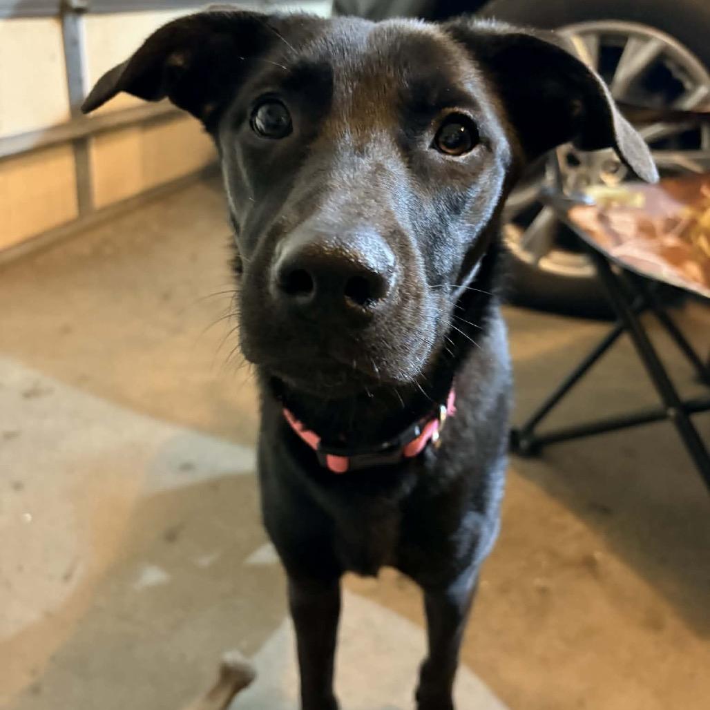 Enlarge Icy Pop, a Adoptable Mixed Breed in Buffalo, MN image 2/6