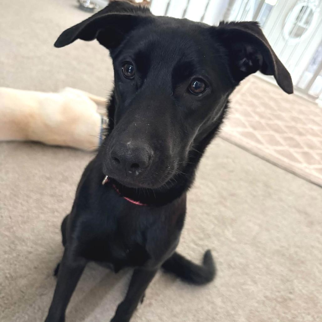Enlarge Icy Pop, a Adoptable Mixed Breed in Annandale, MN image 1/6