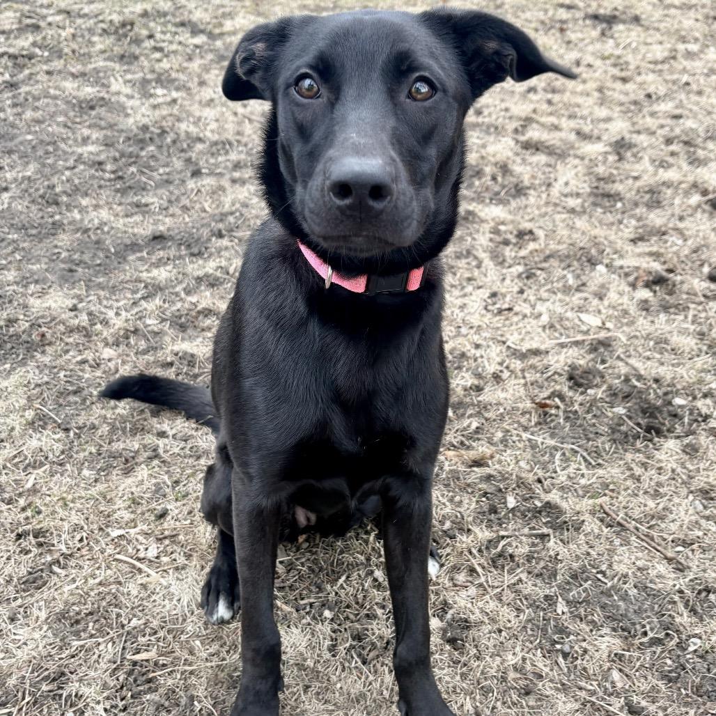 Enlarge Icy Pop, a Adoptable Mixed Breed in Buffalo, MN image 5/6
