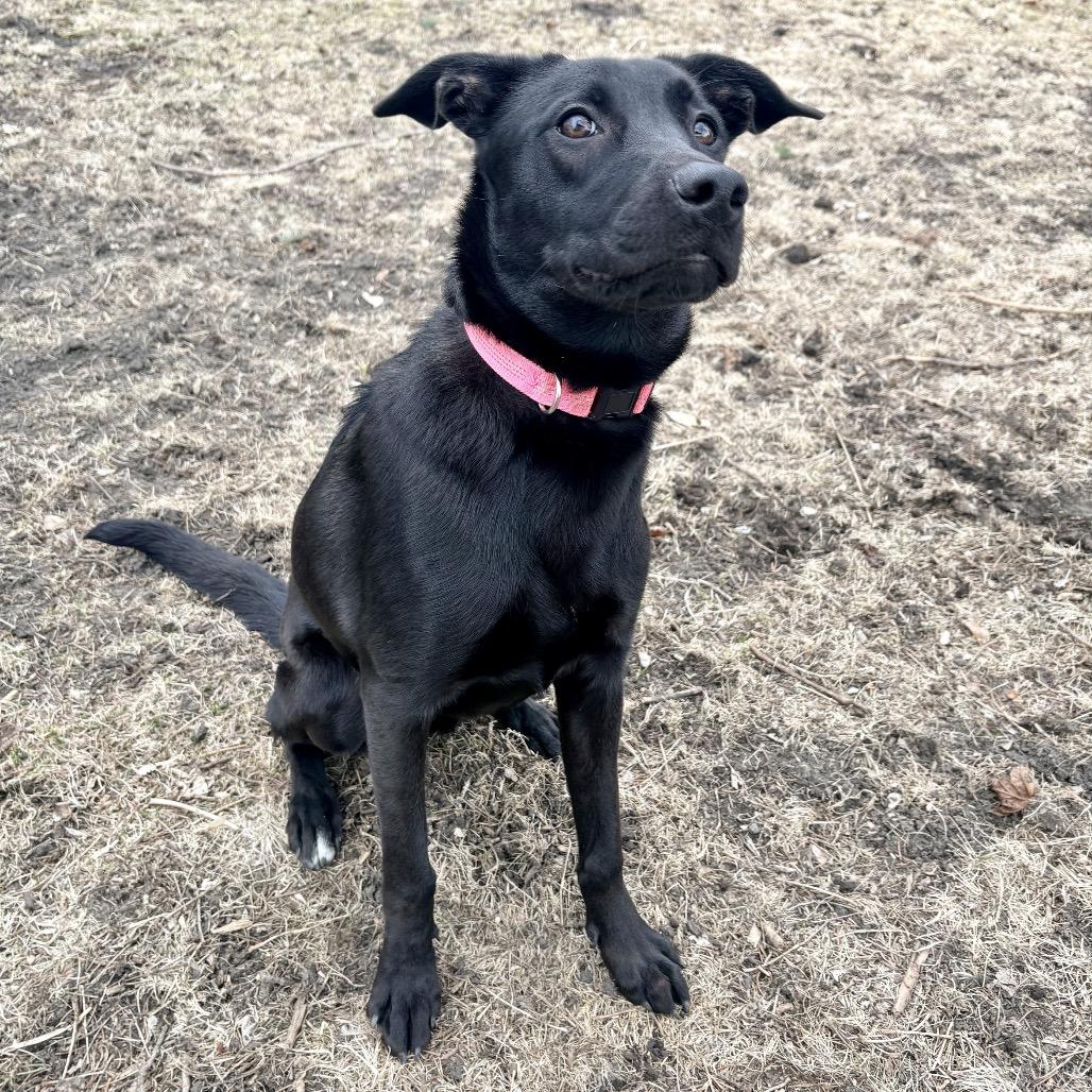 Enlarge Icy Pop, a Adoptable Mixed Breed in Buffalo, MN image 6/6