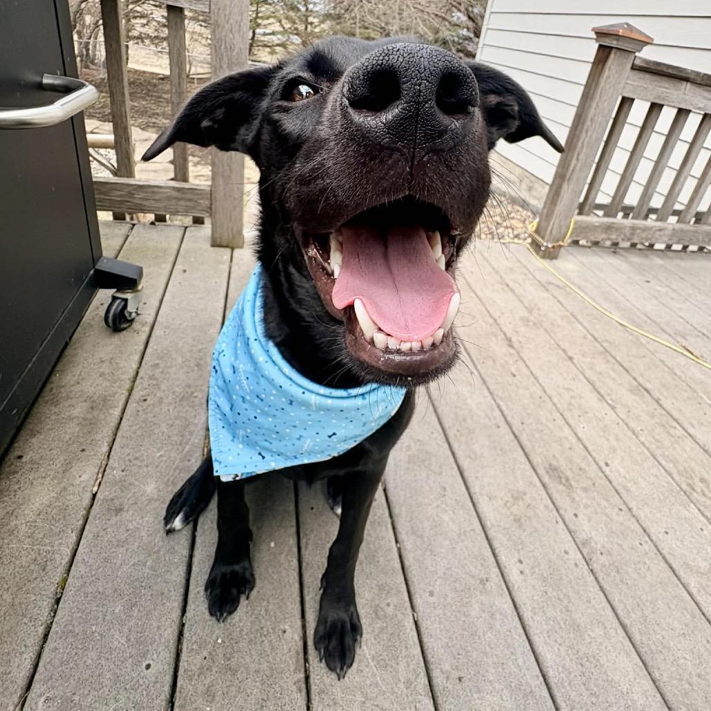 Icy Pop, a Adoptable Mixed Breed in Buffalo, MN image 3/6