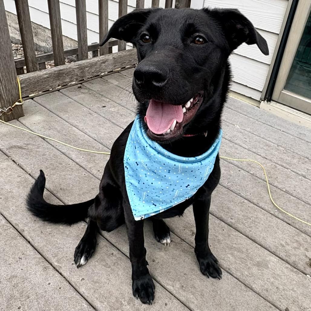 Icy Pop, Adoptable, Young Female Mixed Breed.