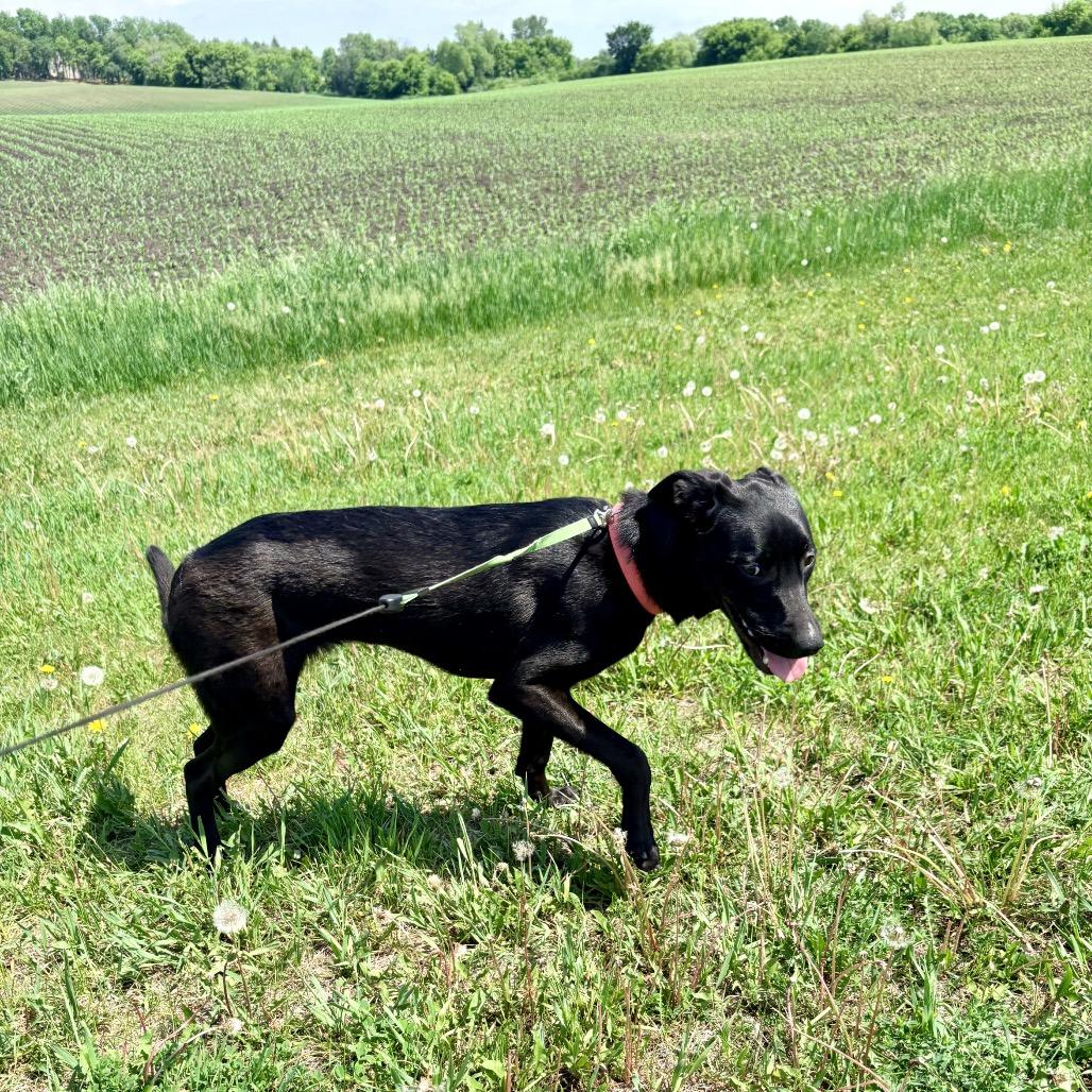 Icy Pop, a Adoptable Mixed Breed in Buffalo, MN image 5/6