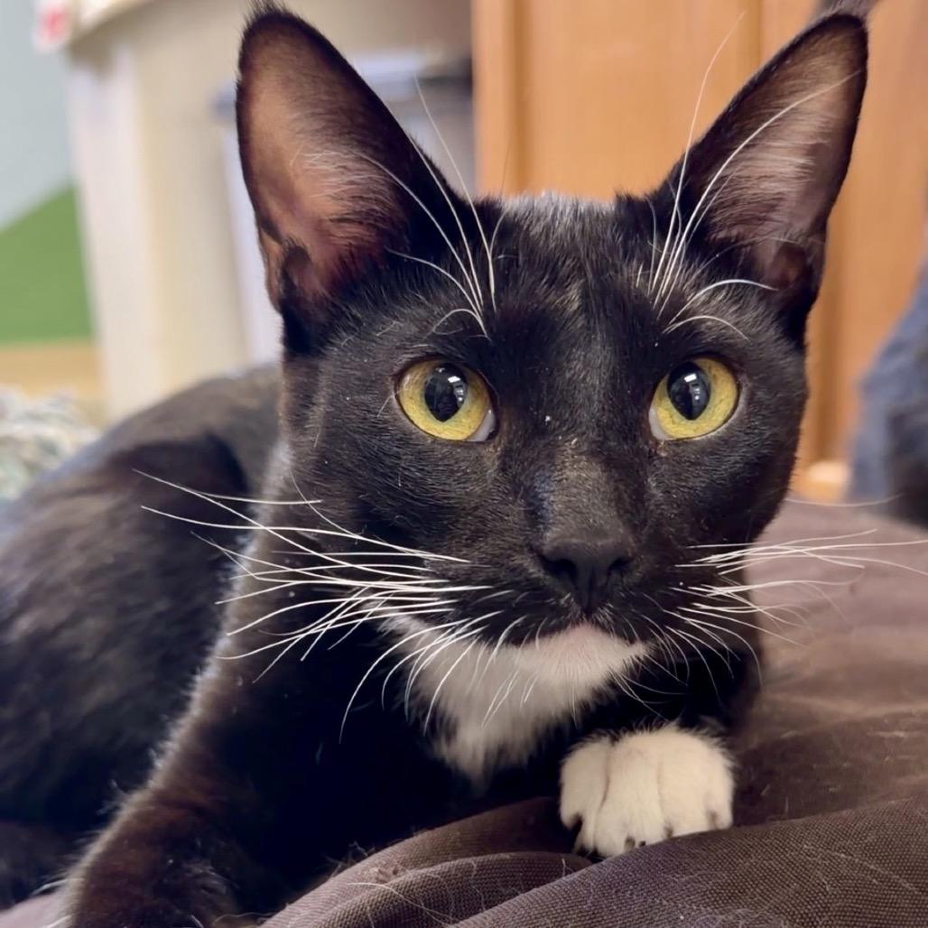 Maya, Adoptable, Young Female Domestic Short Hair.