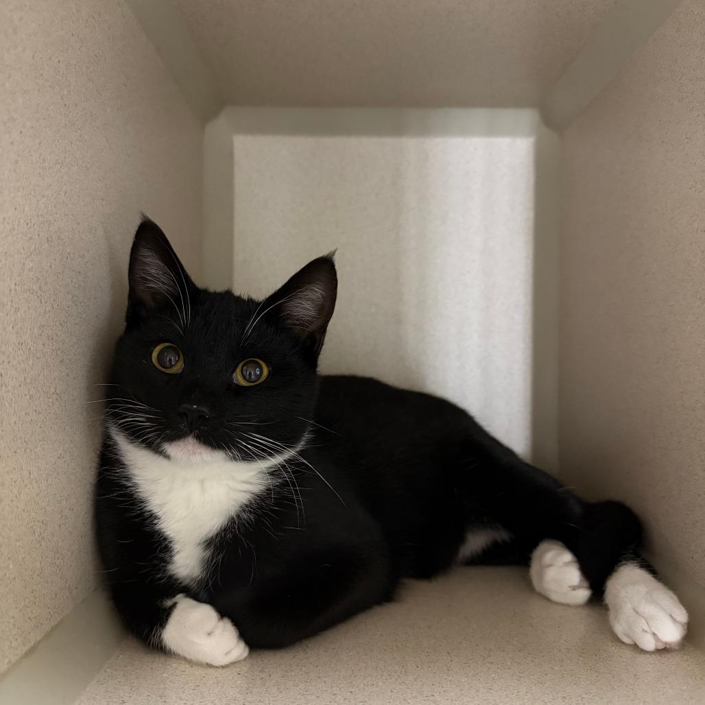 Maya, Adoptable, Young Female Domestic Short Hair.