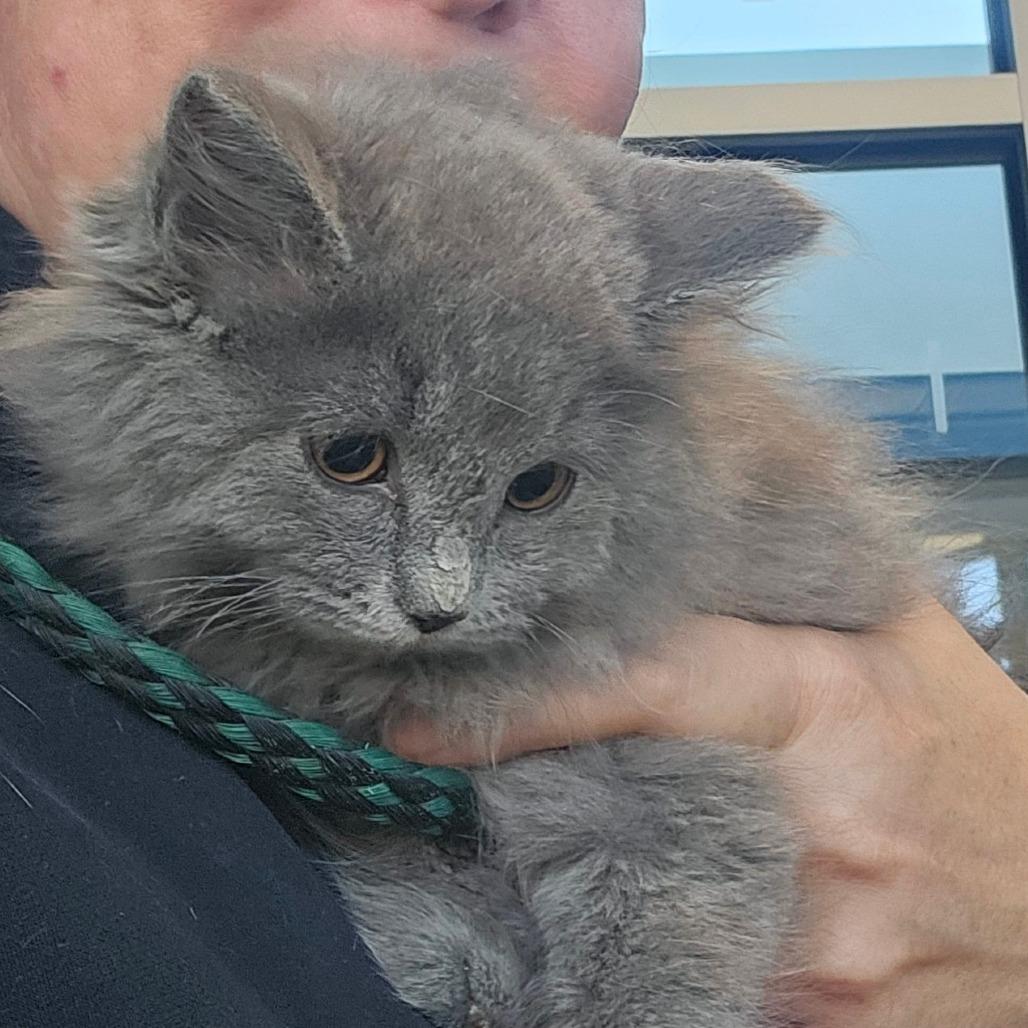 Moxie, Adoptable, Young Female Domestic Medium Hair.