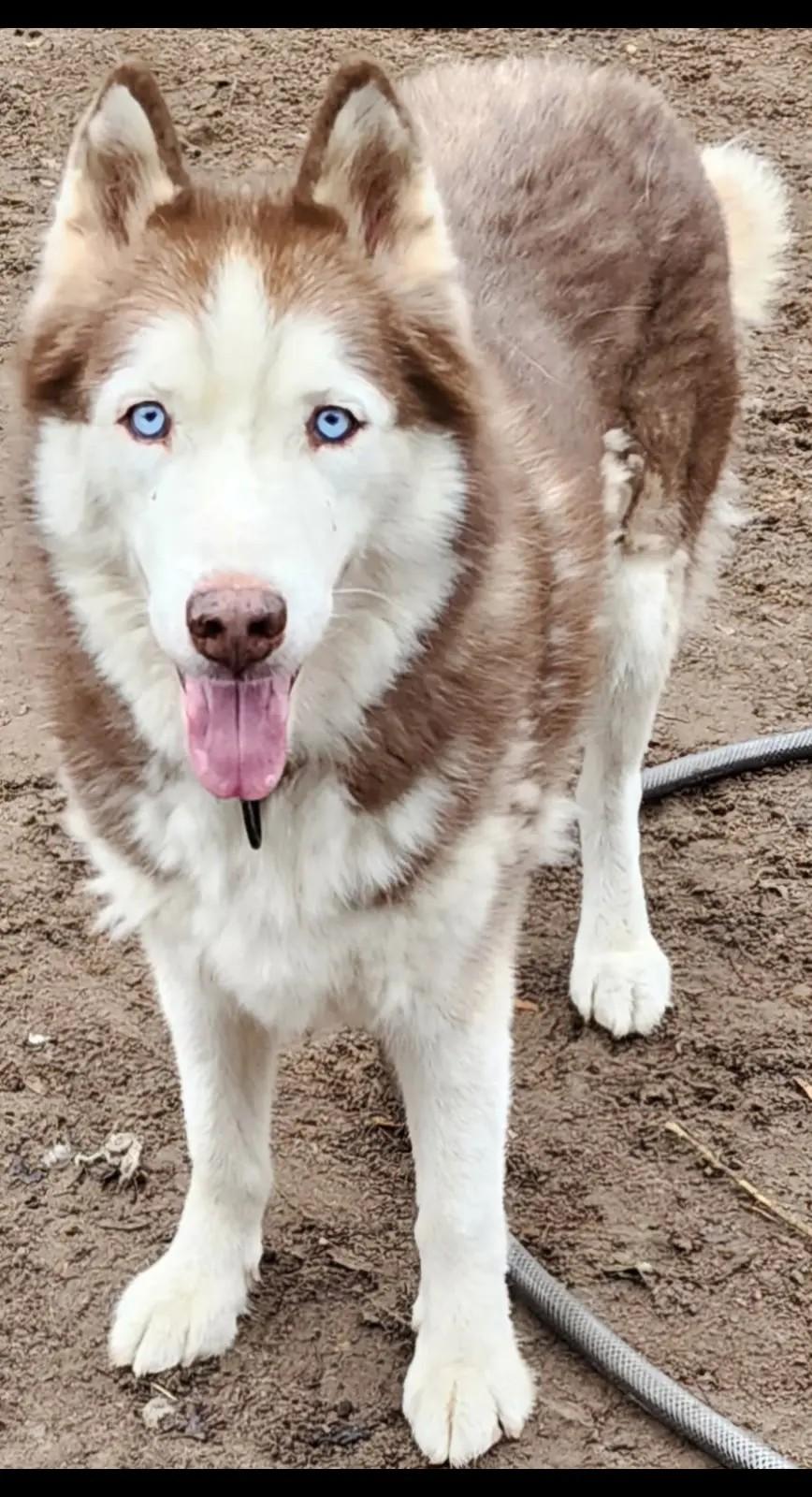 Enlarge Murro, a Adoptable Siberian Husky in Lakeland, FL image 1/1