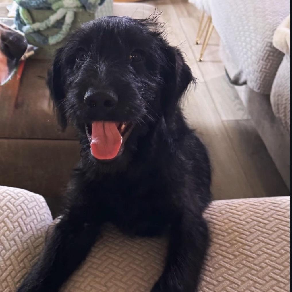 476 (2026) Smudge, Adoptable, Puppy Male Schnauzer.