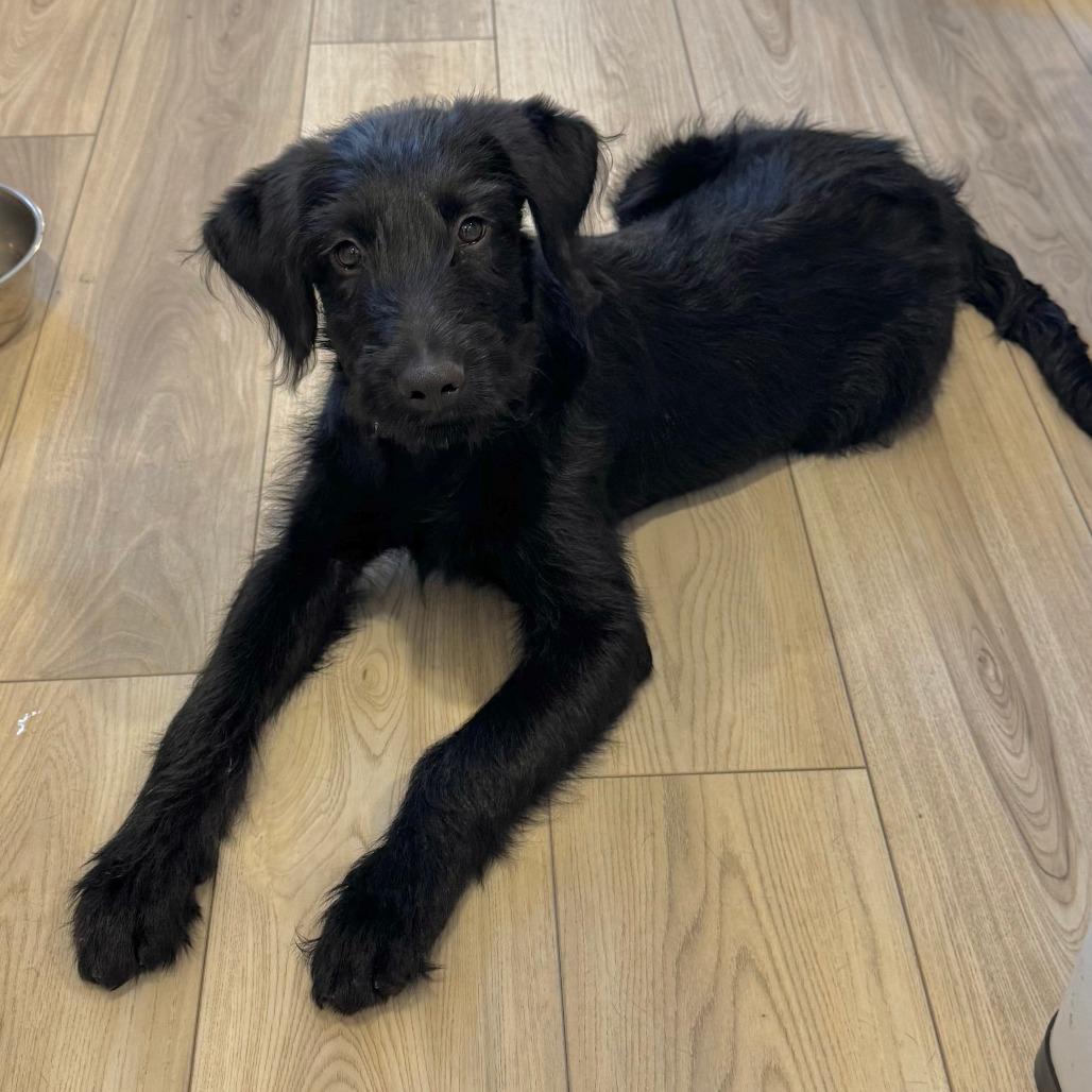 Enlarge 476 (2026) Smudge, a Adoptable mixed breed in Parker, CO image 2/6