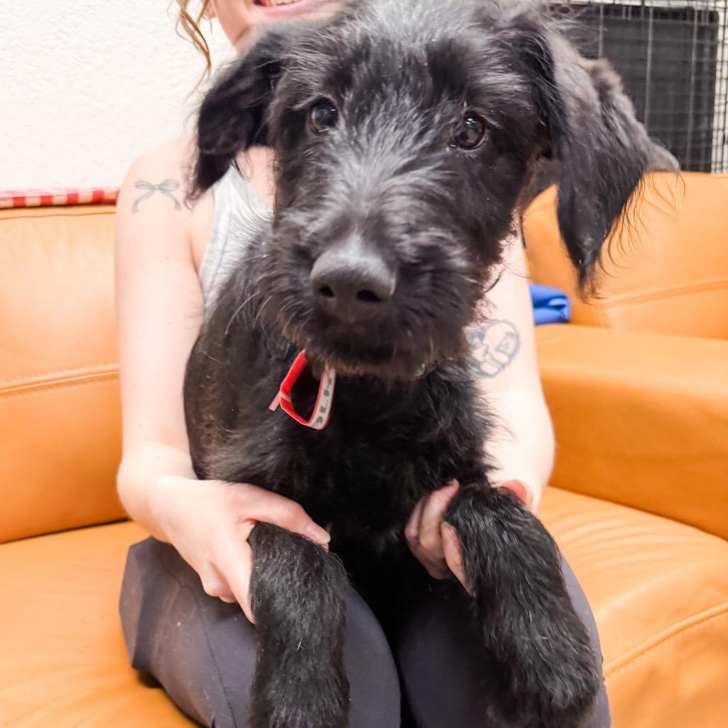 Enlarge 476 (2026) Smudge, a Adoptable mixed breed in Parker, CO image 5/6