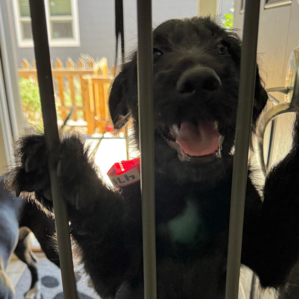 Enlarge 476 (2026) Smudge, a Adoptable mixed breed in Parker, CO image 3/6