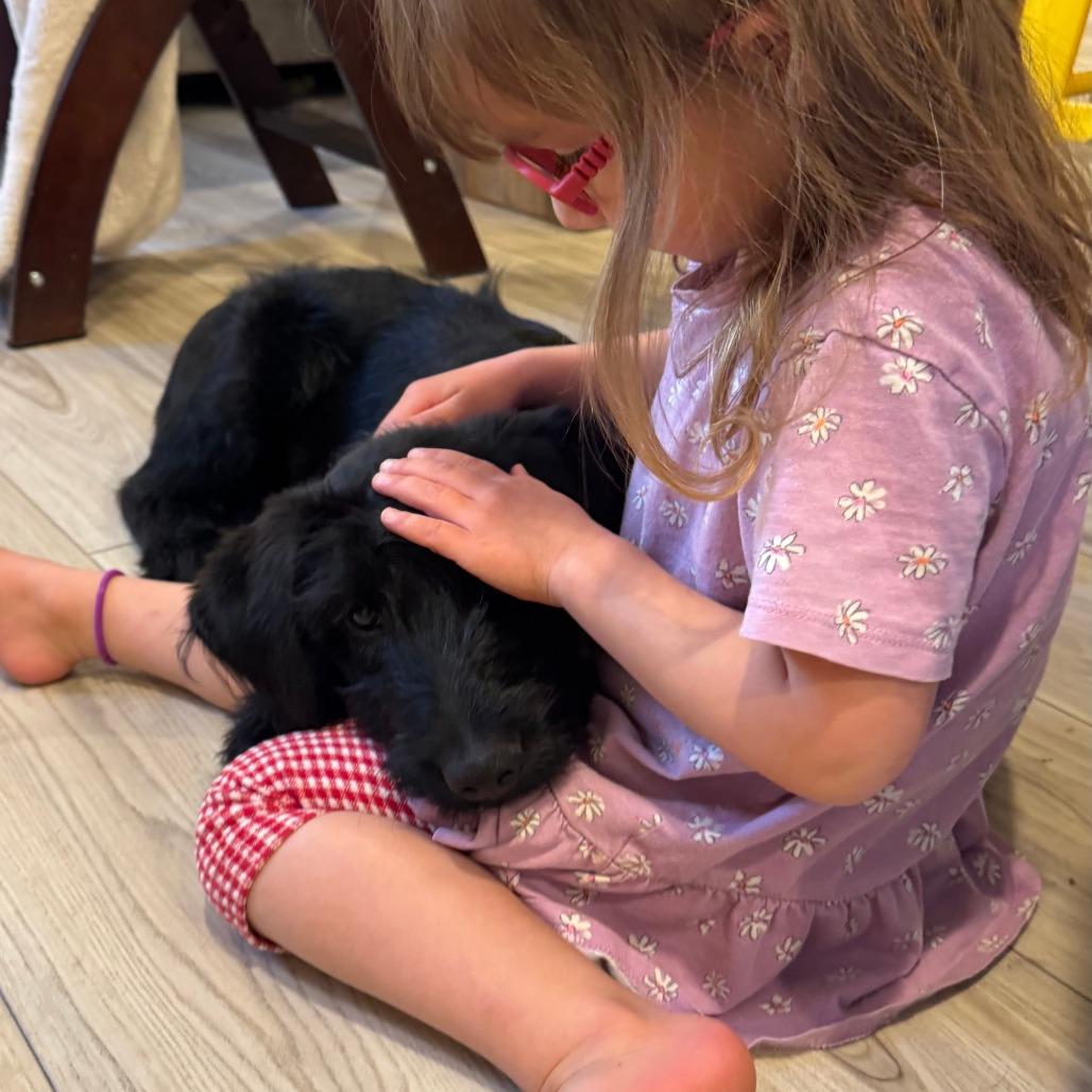 Enlarge 476 (2026) Smudge, a Adoptable mixed breed in Parker, CO image 4/6