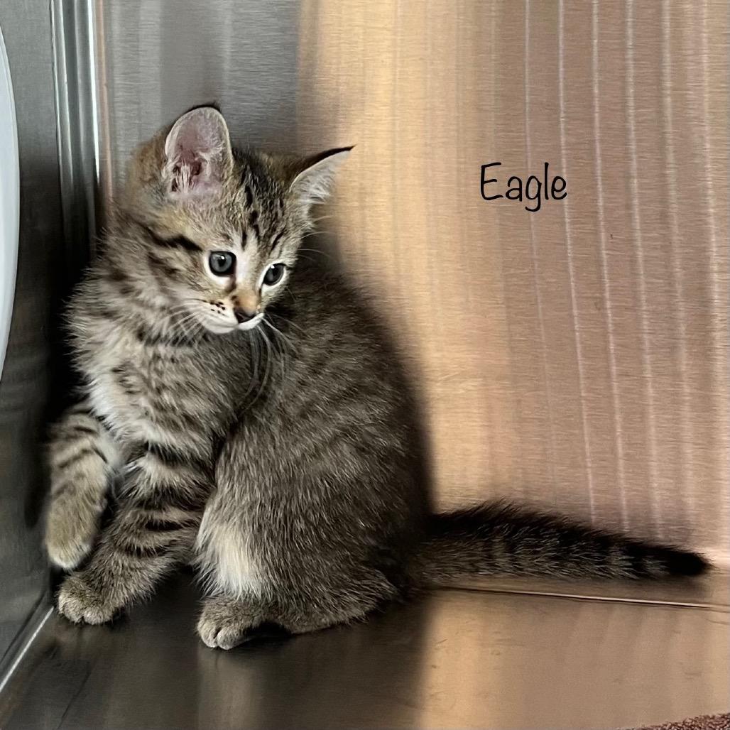 Eagle, a Adoptable mixed breed in Madisonville, TN image 1/2