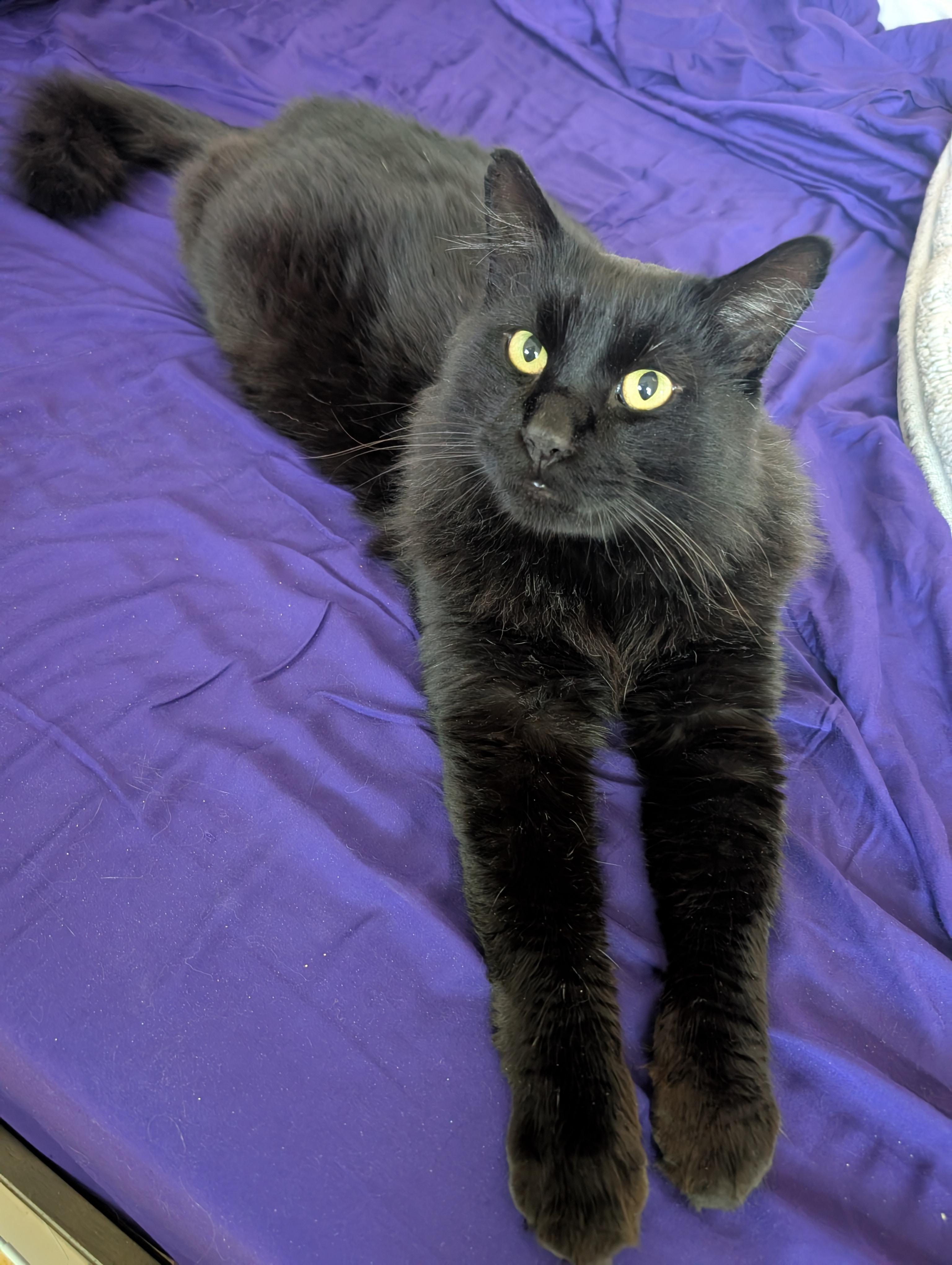 Enlarge Amigo, an adopted mixed breed in Santa Monica, CA image 3/6