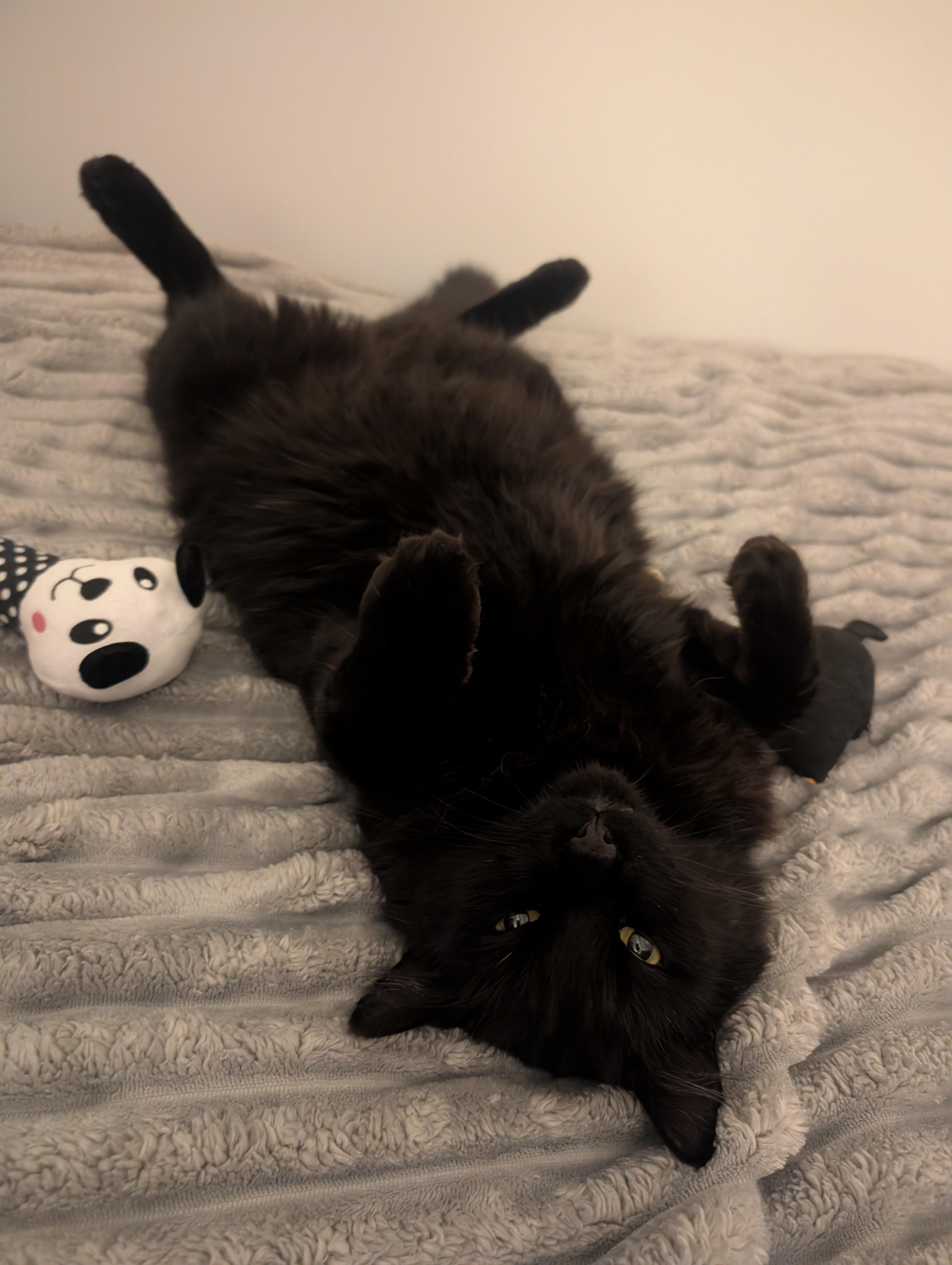 Enlarge Amigo, an adopted mixed breed in Santa Monica, CA image 4/6