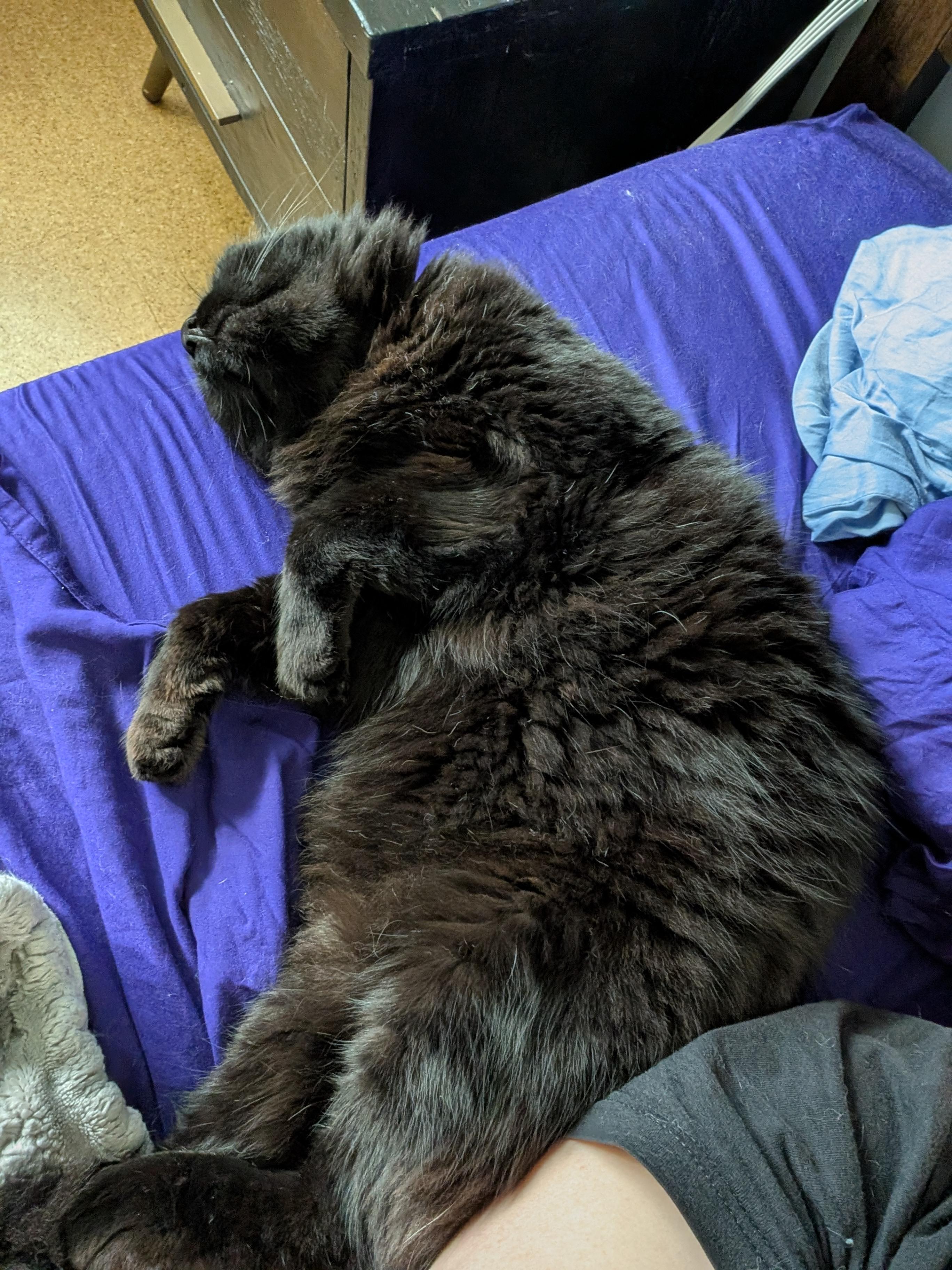 Enlarge Amigo, an adopted mixed breed in Santa Monica, CA image 5/6