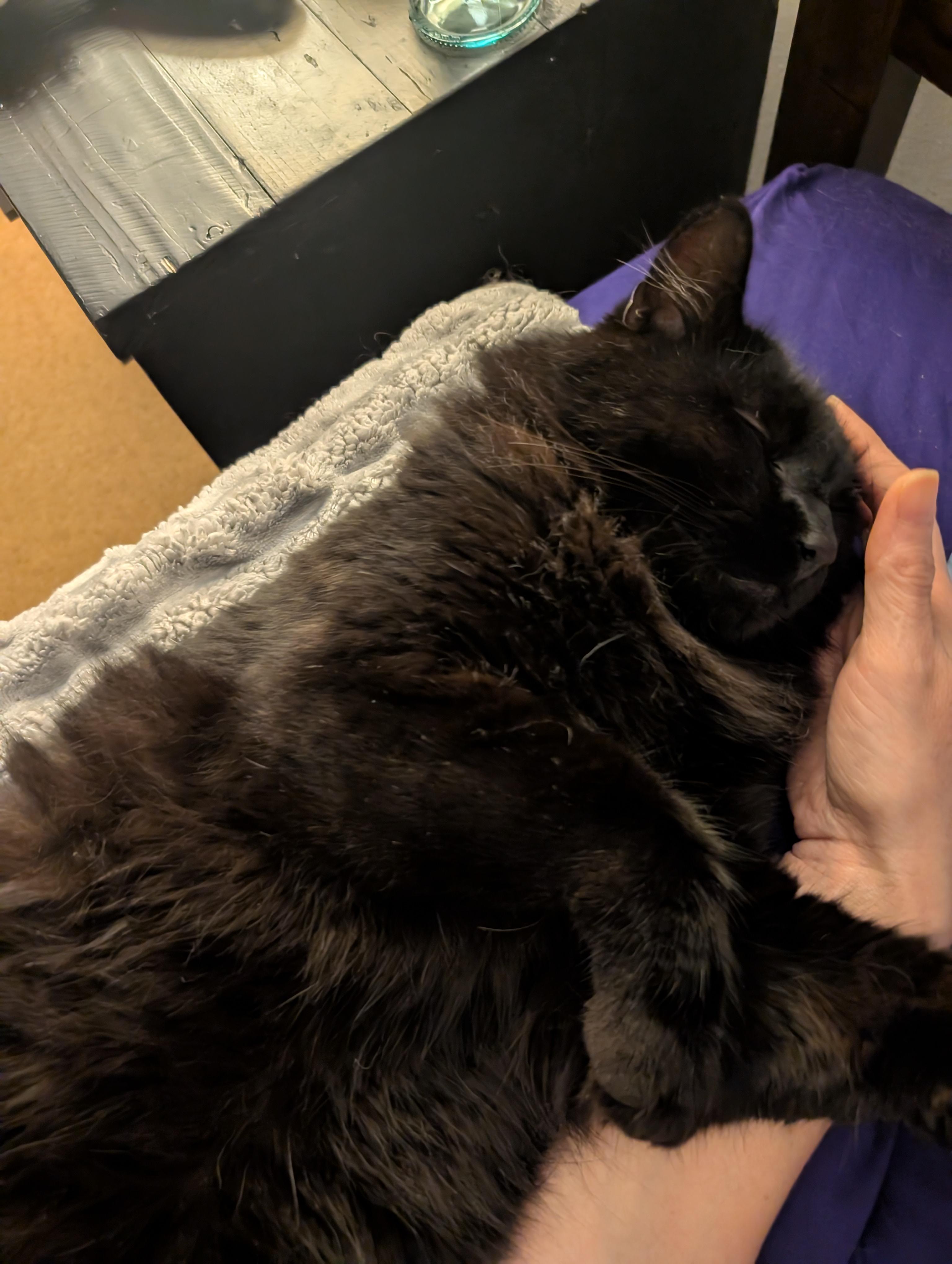 Enlarge Amigo, an adopted mixed breed in Santa Monica, CA image 2/6