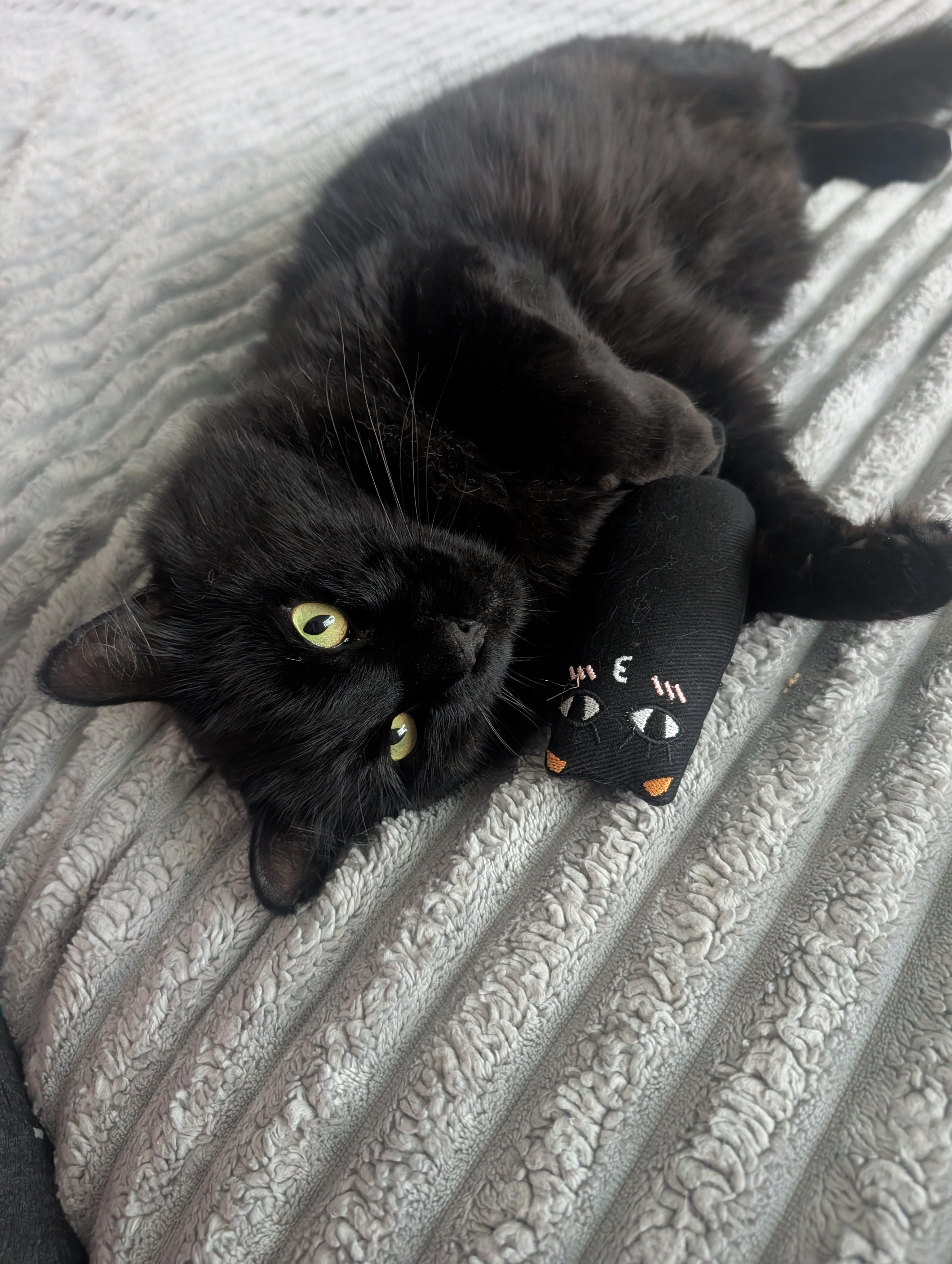 Amigo, adopted, Adult Male Maine Coon & Domestic Medium Hair.