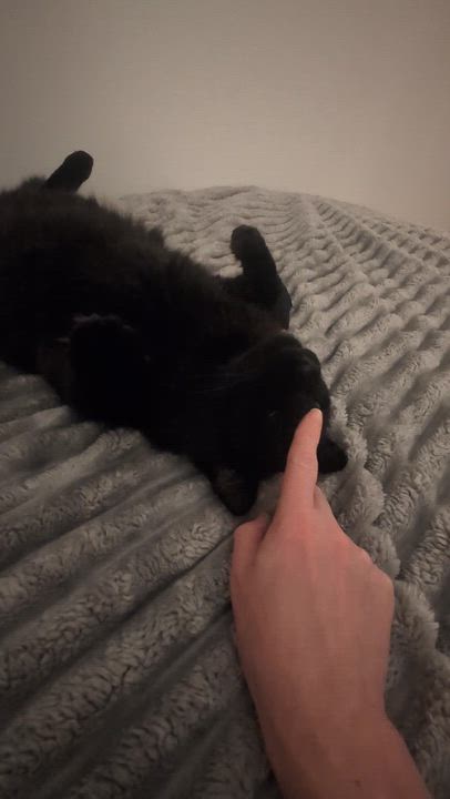 Enlarge Amigo, an adopted mixed breed in Santa Monica, CA video 6/6