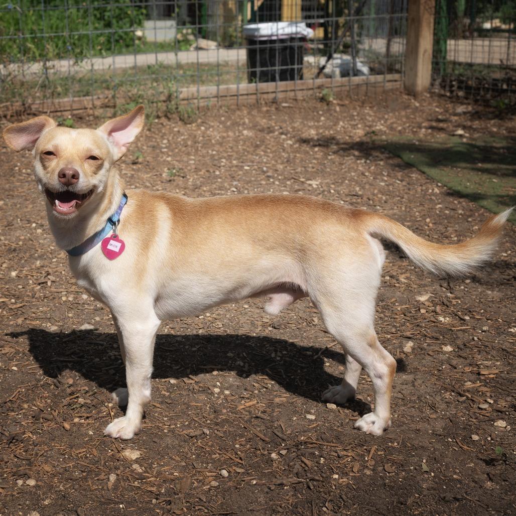 Mick, Adoptable, Adult Male Chihuahua & Mixed Breed.