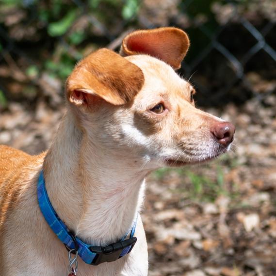 Enlarge Mick, a Adoptable mixed breed in Wimberley, TX image 2/6