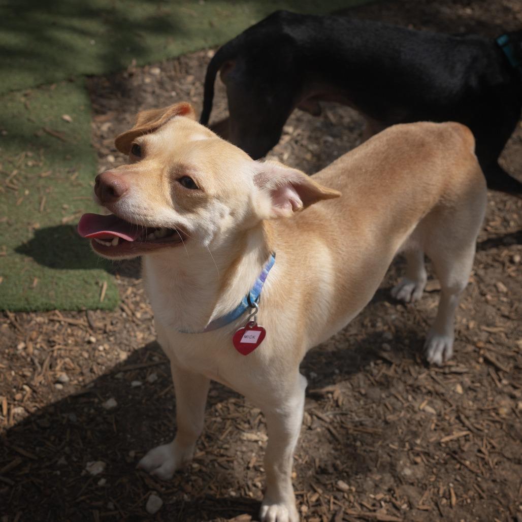 Enlarge Mick, a Adoptable mixed breed in Wimberley, TX image 3/6