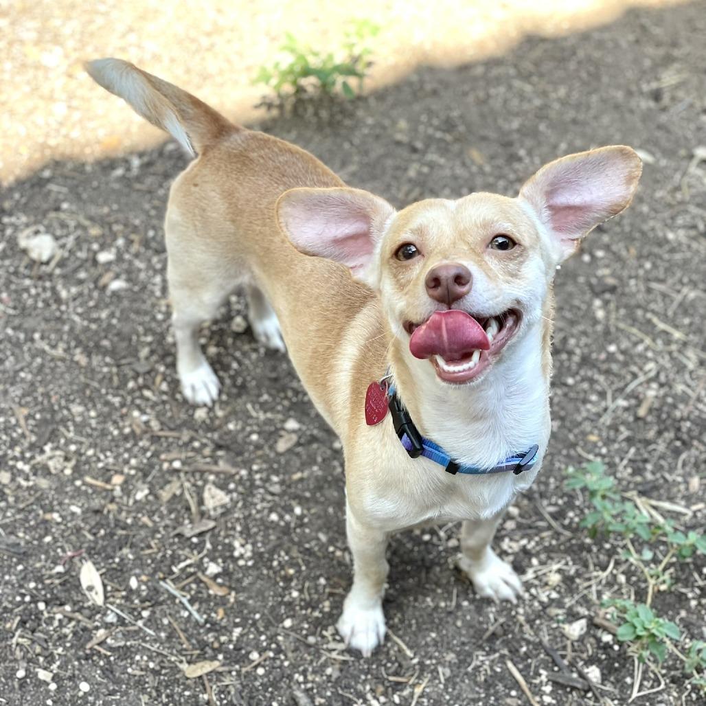 Enlarge Mick, a Adoptable mixed breed in Wimberley, TX image 4/6