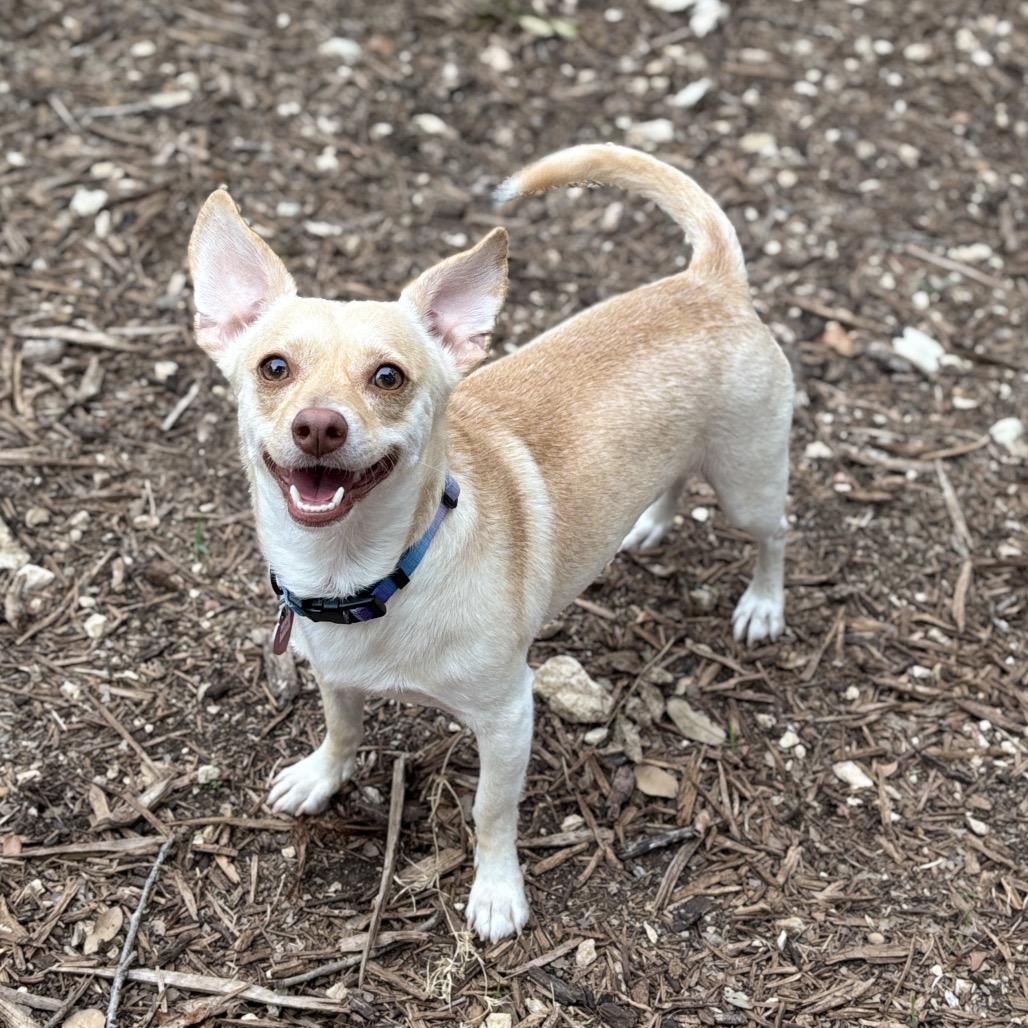 Enlarge Mick, a Adoptable mixed breed in Wimberley, TX image 5/6