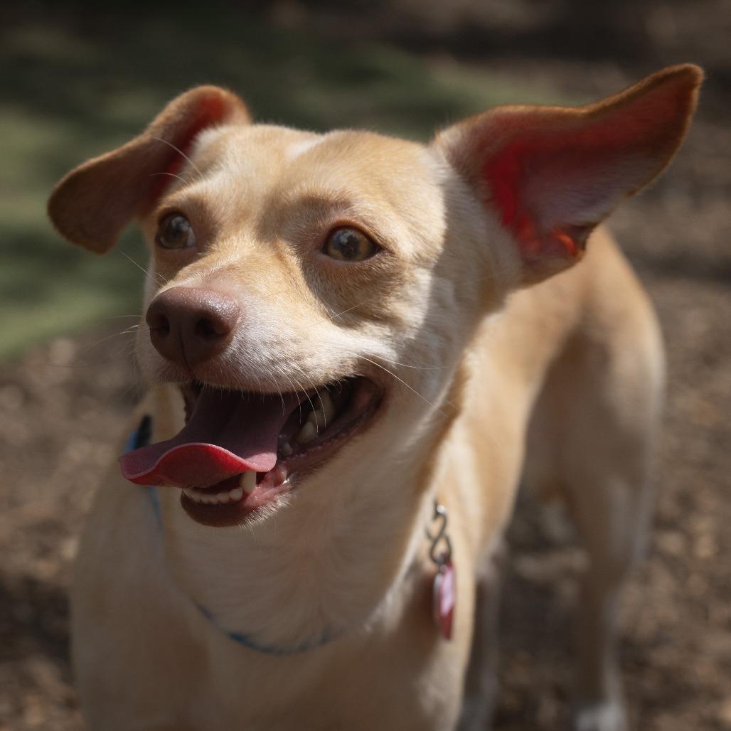 Enlarge Mick, a Adoptable mixed breed in Wimberley, TX image 6/6