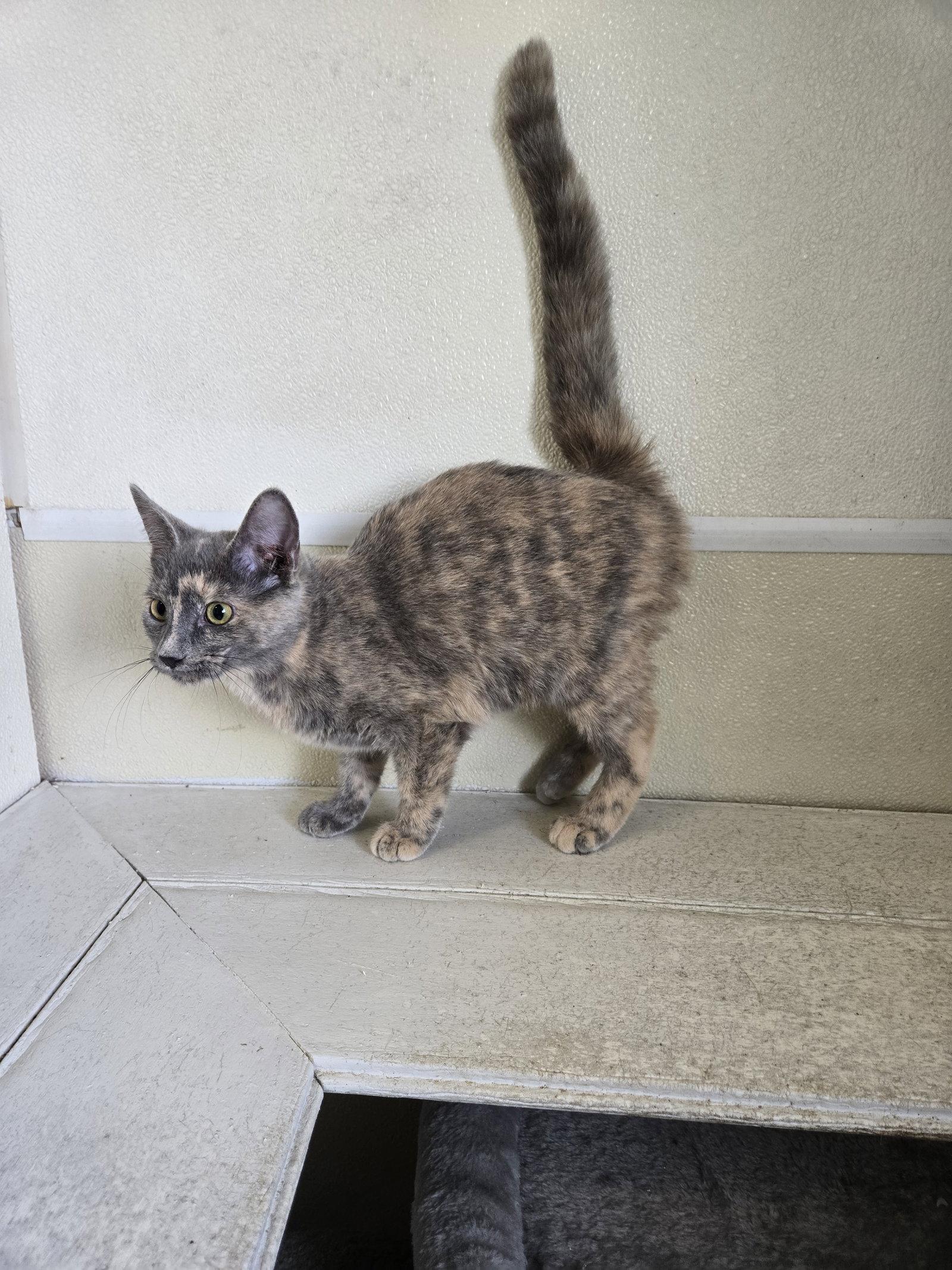 Enlarge Nellie, a Adoptable Calico in Maquoketa, IA image 1/1