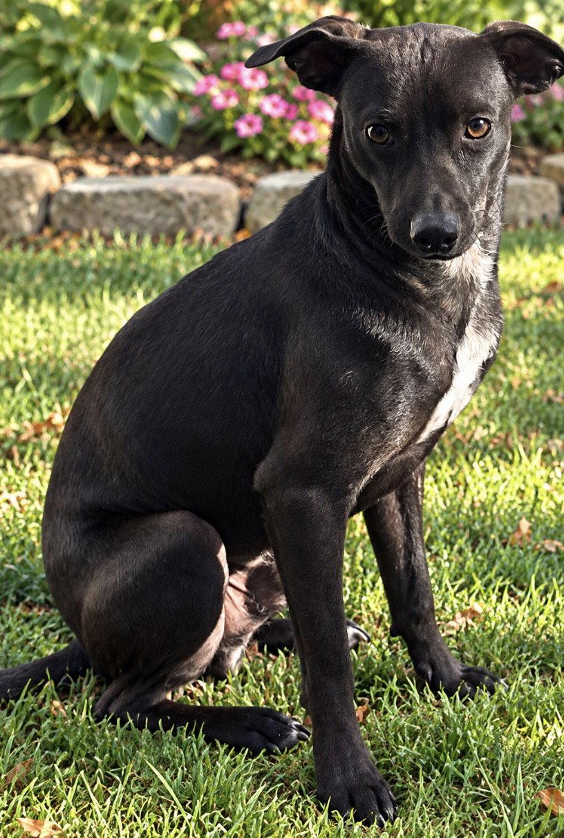Enlarge Willie Nelson, a Adoptable mixed breed in Tonawanda, NY image 1/3