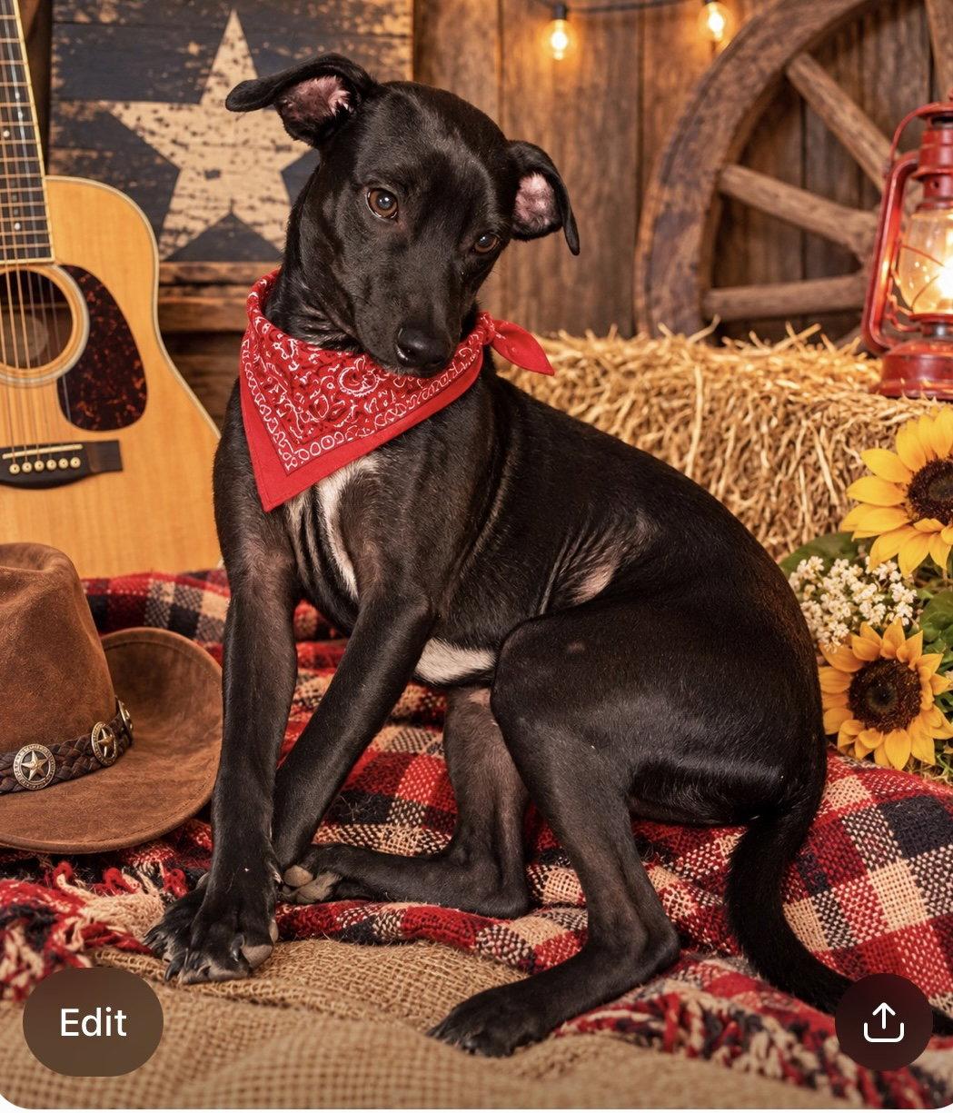Enlarge Willie Nelson, a Adoptable mixed breed in Tonawanda, NY image 2/3