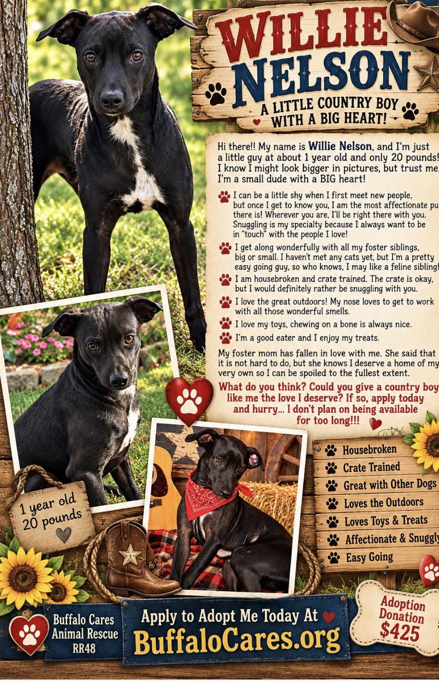Enlarge Willie Nelson, a Adoptable mixed breed in Tonawanda, NY image 3/3