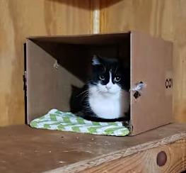 Jade - Sponsored!, a Adoptable Tuxedo in Monterey, VA image 2/2