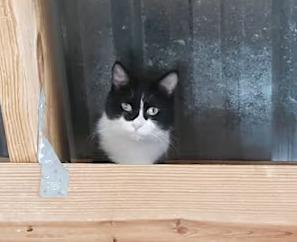 Jade - Sponsored!, a Adoptable Tuxedo in Monterey, VA image 1/2