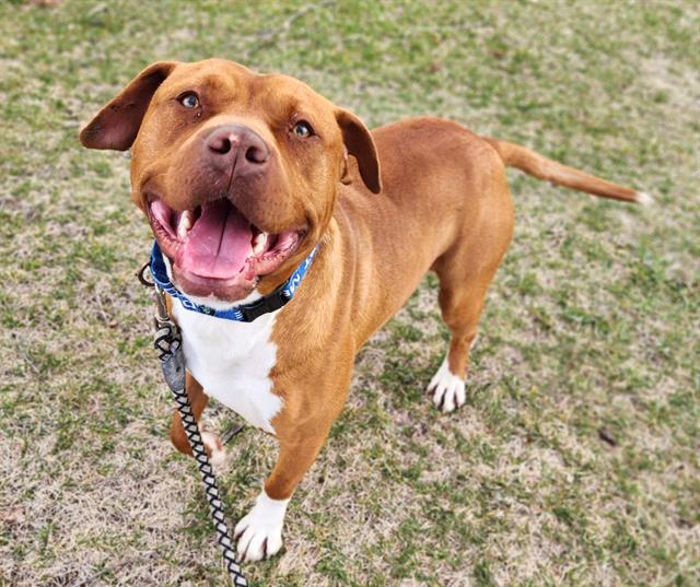 Enlarge ALEJANDRO, a Adoptable mixed breed in Minneapolis, MN image 1/1