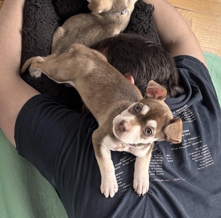 Eloise, Adoptable, Puppy Female Chihuahua.