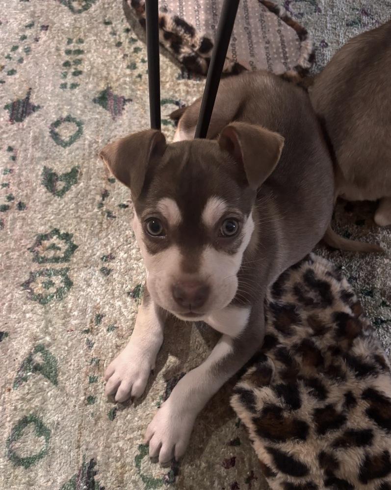 Eloise, a Adoptable mixed breed in Bronx, NY image 4/6