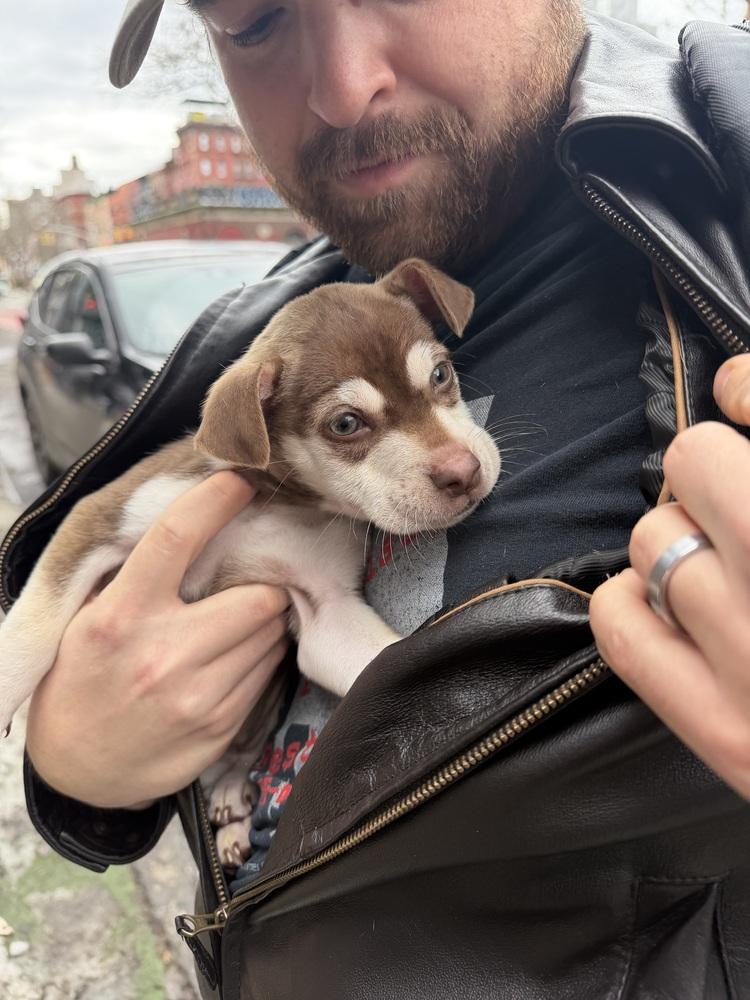 Eloise, a Adoptable mixed breed in Bronx, NY image 5/6