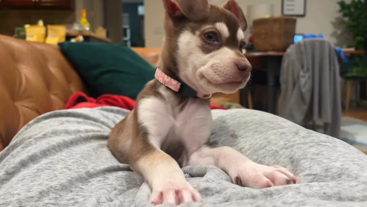 Enlarge Eloise, a Adoptable mixed breed in Bronx, NY video 6/6