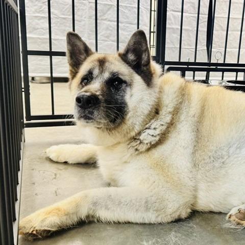 Gypsy, a Adoptable Akita in Lenoir, NC image 1/6