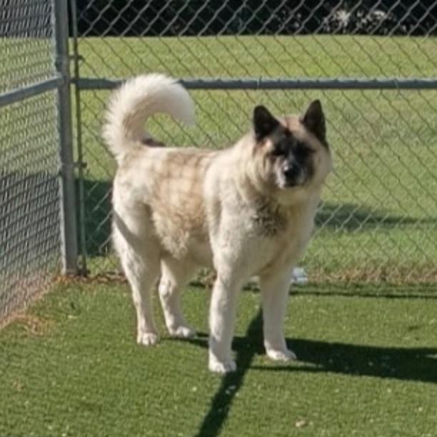 Gypsy, a Adoptable Akita in Lenoir, NC image 2/6