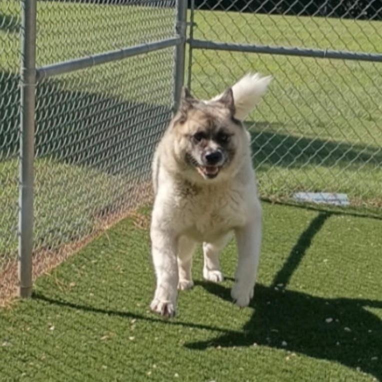 Gypsy, a Adoptable Akita in Lenoir, NC image 3/6